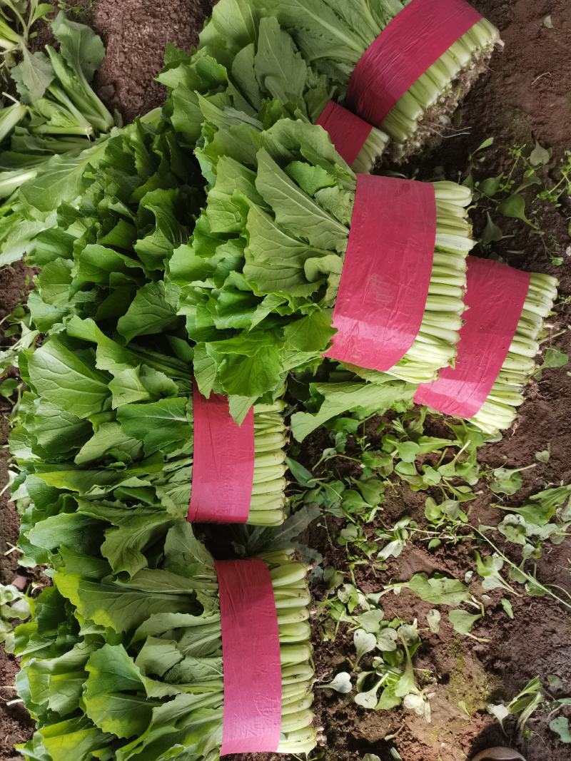 山东精品小白菜承接商超代发全国市场质量有保证