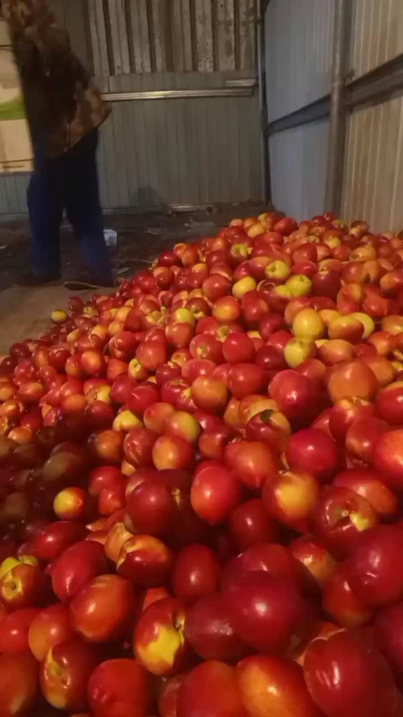 大棚桃大量下货价格美丽