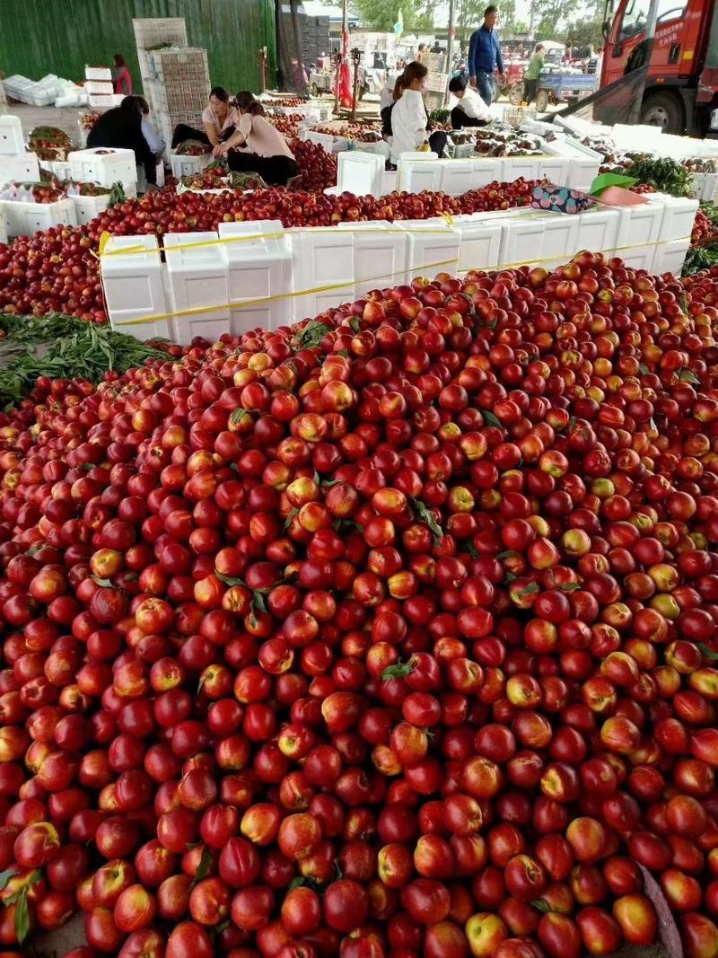 【油桃】山东油桃产地大降价，大量供应中，货源充足