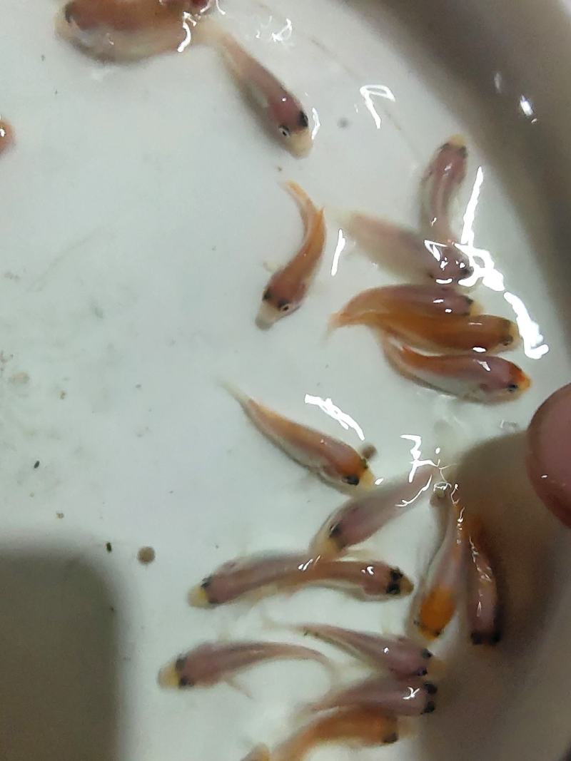 红罗非鱼苗，速大型红罗非品种