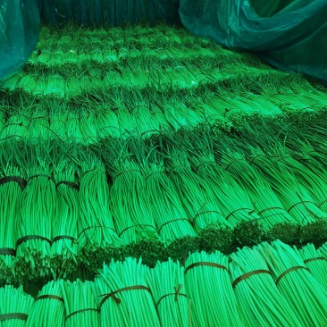 诚信经营：河南，优质红帽蒜薹，白帽蒜苔大量上市，量大从优