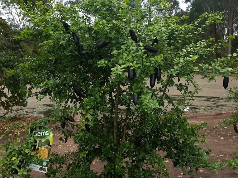 澳洲手指柠檬苗澳洲血柠苗嫁接苗柠檬中的鱼子酱