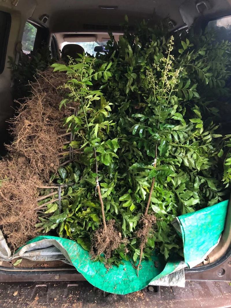 黑黄皮苗紫肉黄皮果苗改良过的新品种口感相当好