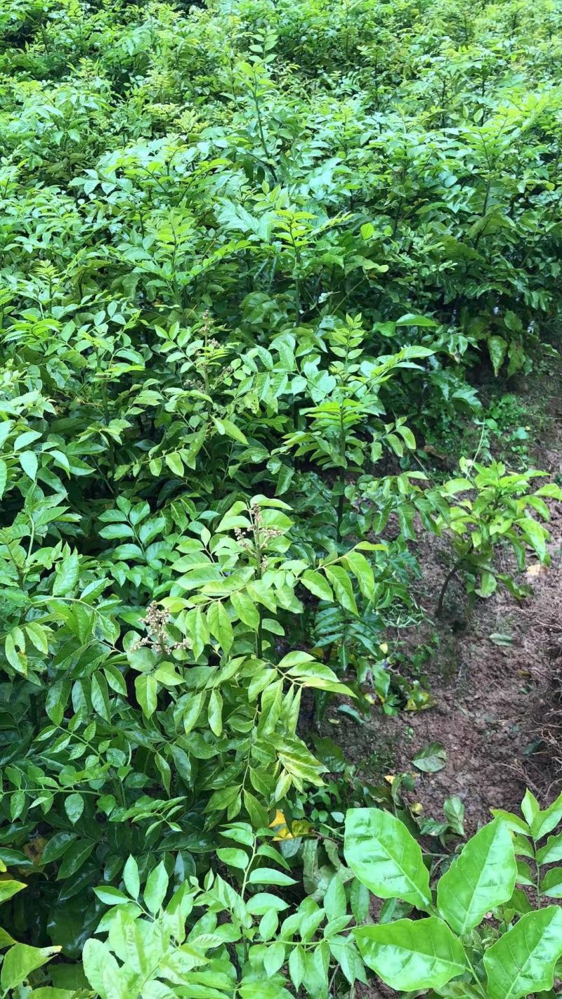 黑黄皮苗紫肉黄皮果苗改良过的新品种口感相当好
