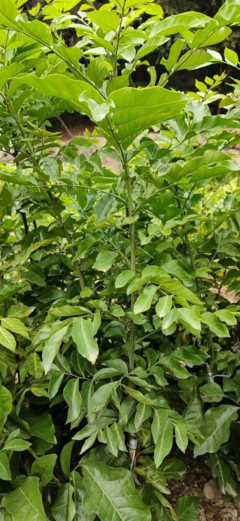 黑黄皮苗紫肉黄皮果苗改良过的新品种口感相当好