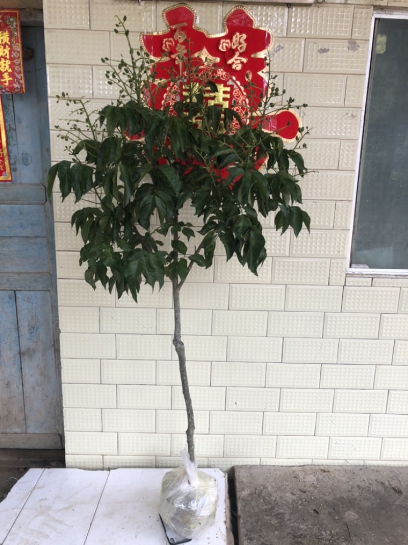 黄皮果树苗嫁接苗可当年种植当年结果土球发货