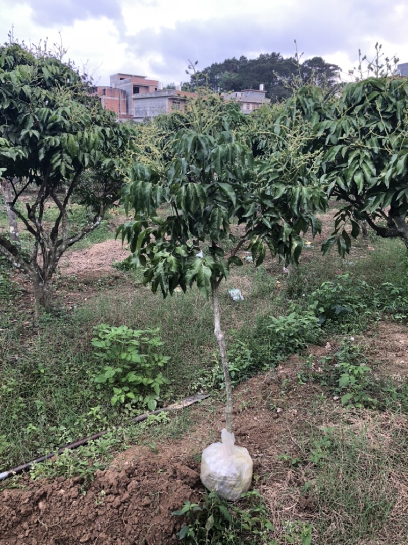 黄皮果树苗嫁接苗可当年种植当年结果土球发货