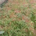 刨花润楠芽苗，无访布袋苗经济林和绿化树，欢迎来电