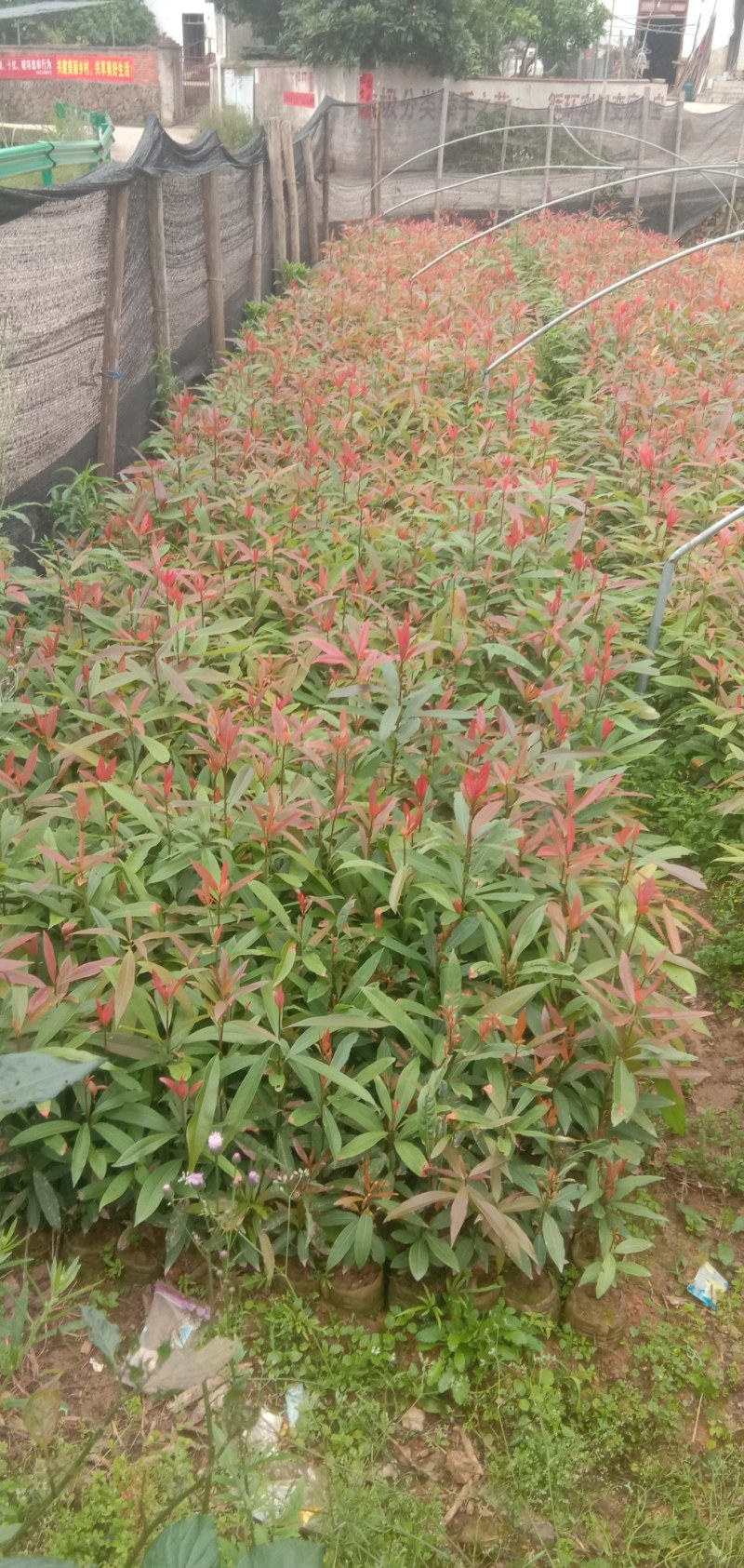 刨花润楠芽苗，无访布袋苗经济林和绿化树，欢迎来电