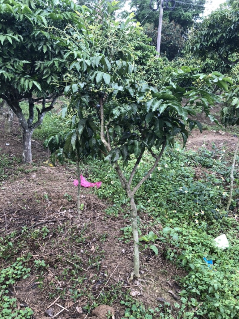 黄皮果树苗嫁接苗可当年种植当年结果土球发货