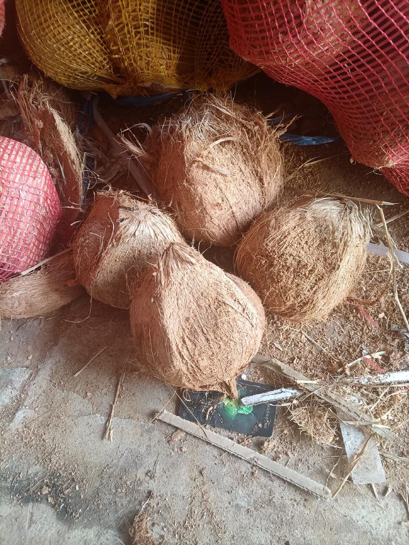 海南，越南特产新鲜椰子老椰子特产水果毛椰子，（厂家直销）