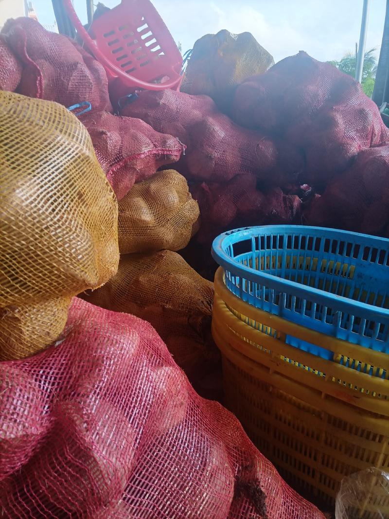 海南，越南特产新鲜椰子老椰子特产水果毛椰子，（厂家直销）