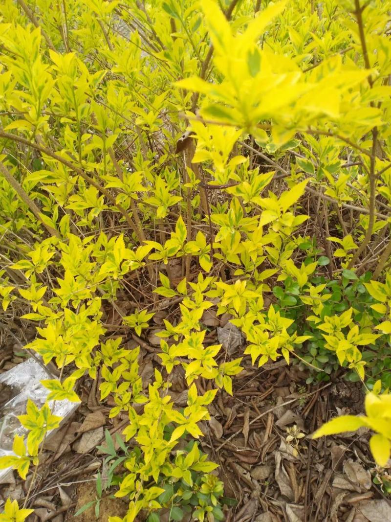 金叶连翘小苗工程苗出售江苏苗木基地沭阳公鼎绿化苗木园艺场