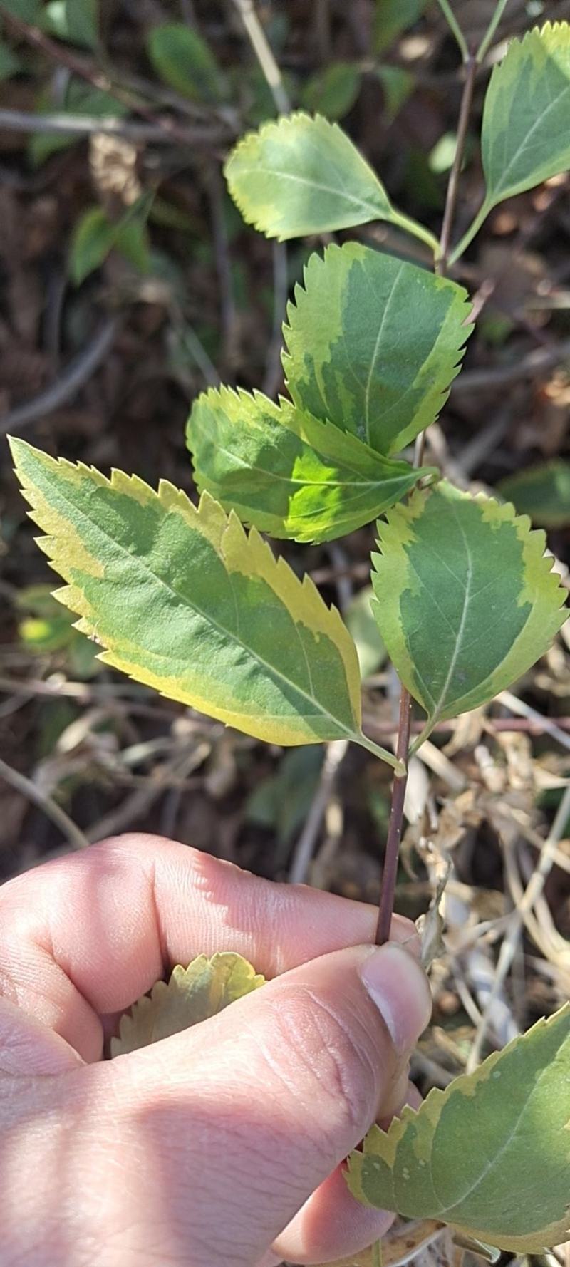 金叶连翘小苗工程苗出售江苏苗木基地沭阳公鼎绿化苗木园艺场