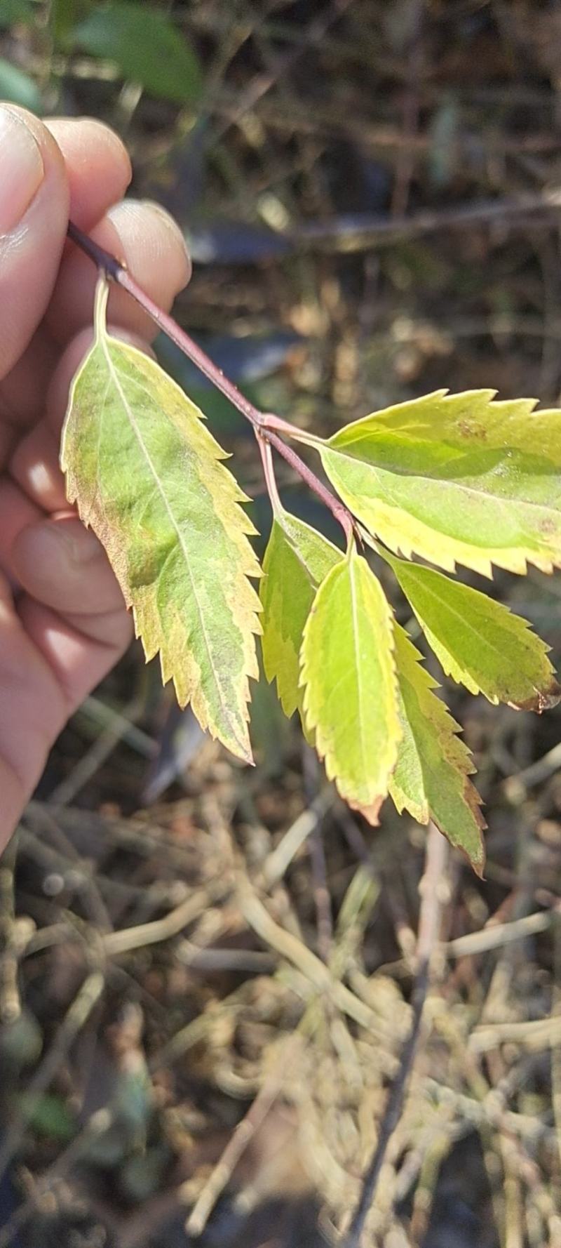 金叶连翘小苗工程苗出售江苏苗木基地沭阳公鼎绿化苗木园艺场
