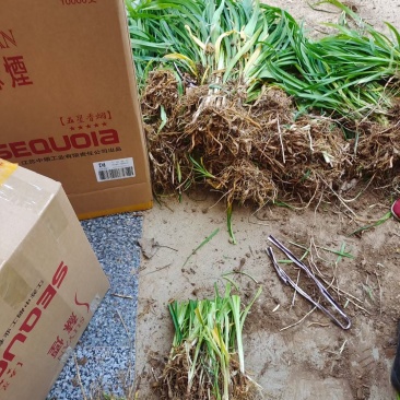 大花萱草上车价0.15元一颗可视频看货选货
