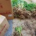 大花萱草上车价0.15元一颗可视频看货选货