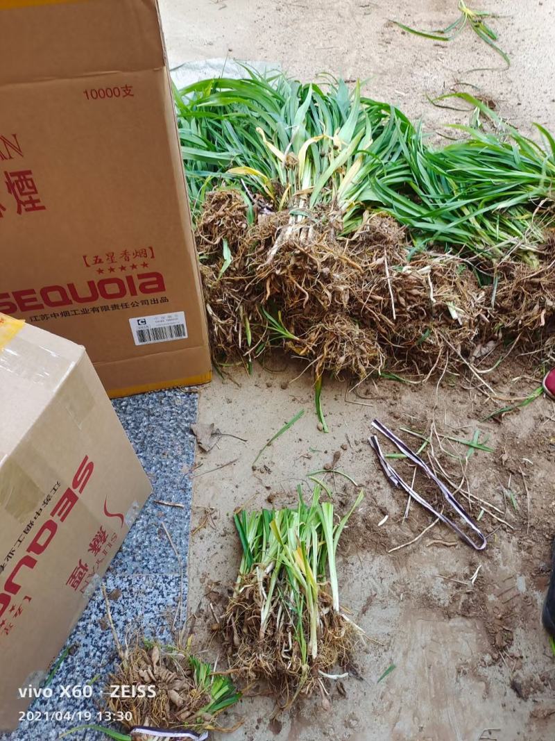 大花萱草上车价0.15元一颗可视频看货选货