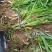 大花萱草上车价0.15元一颗可视频看货选货