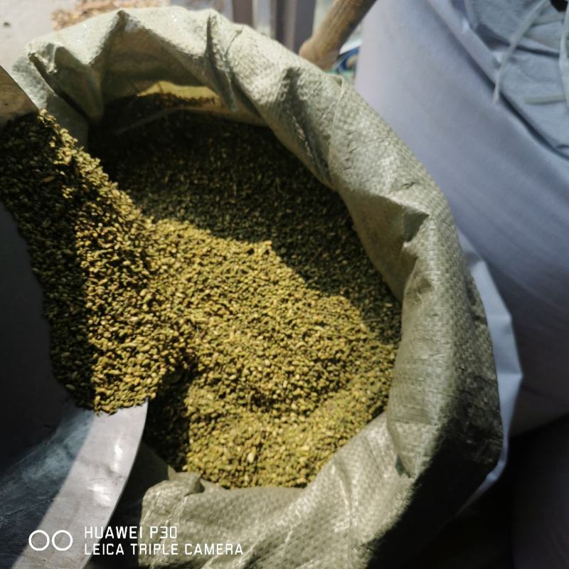 槐米正宗槐米颜色青各种规格量大从优