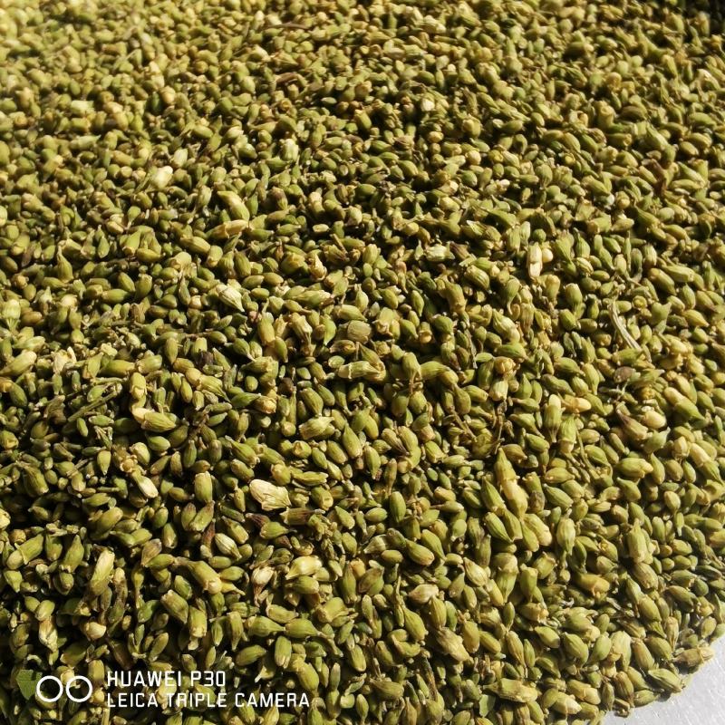 槐米正宗槐米颜色青各种规格量大从优
