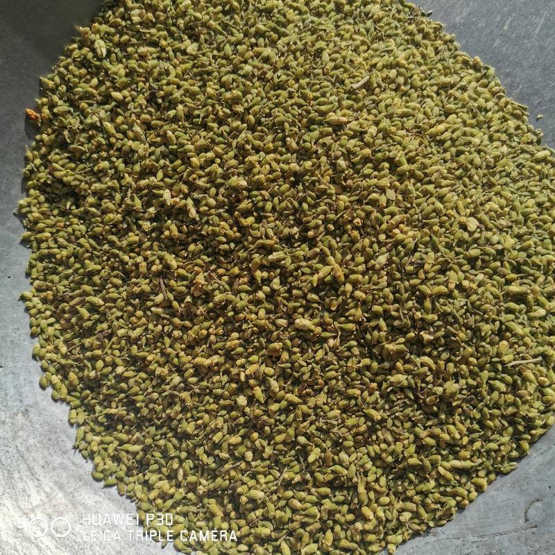 槐米正宗槐米颜色青各种规格量大从优