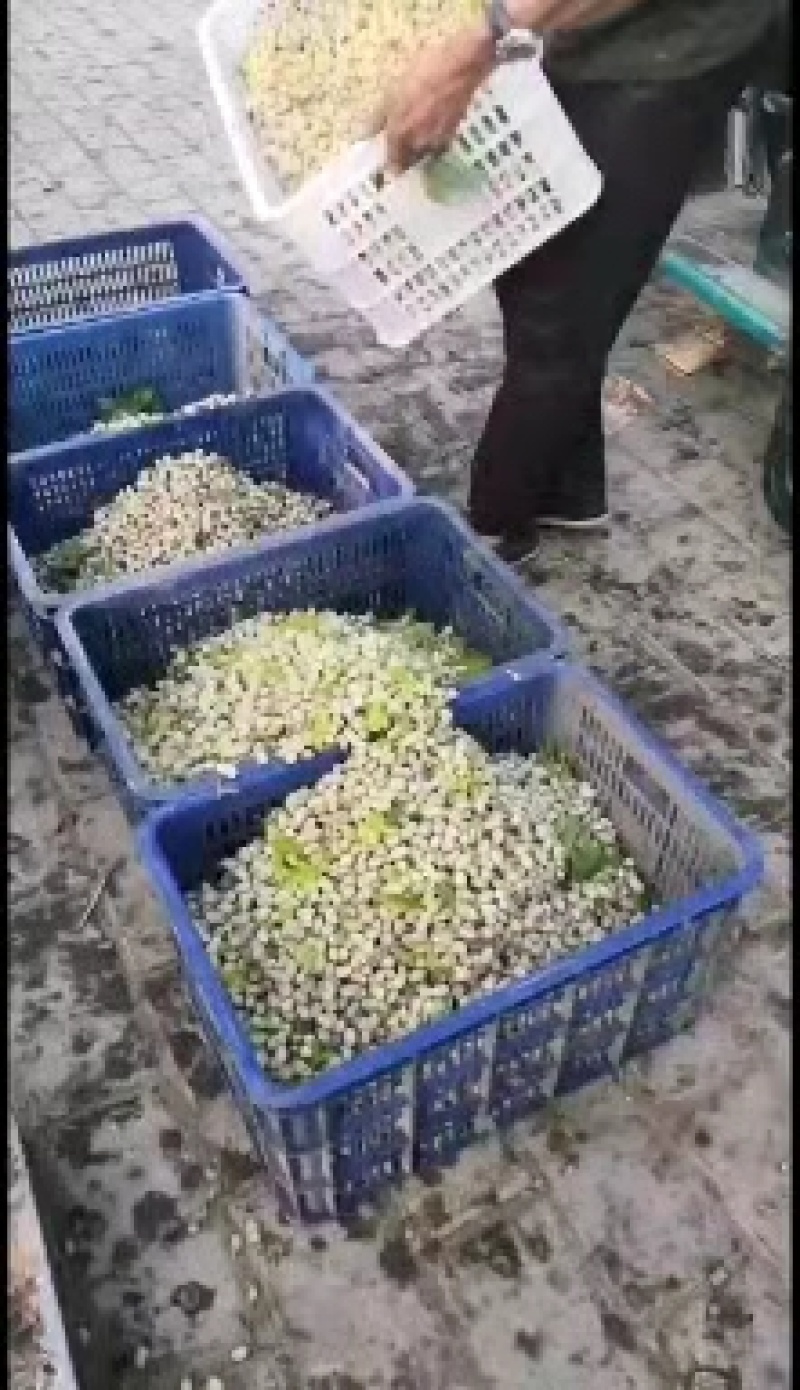 鲜桑椹，鲜桑椹基地批发，鲜桑椹基地直销，鲜桑椹产地直销