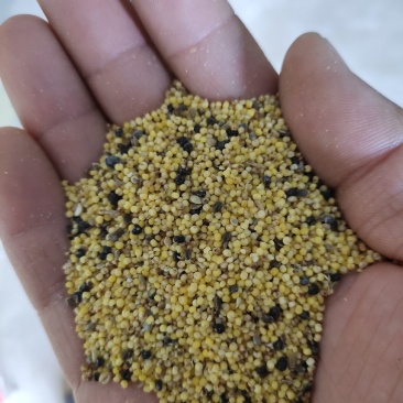 色选小米，烧酒小米，次小米，养殖用的小米