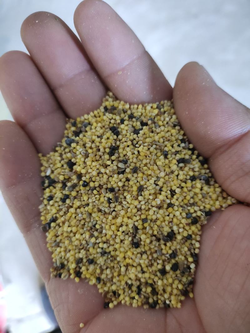色选小米，烧酒小米，次小米，养殖用的小米