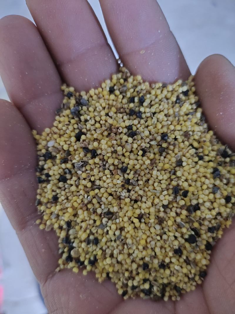 色选小米，烧酒小米，次小米，养殖用的小米