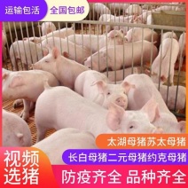 三元长白杜洛克仔猪品种齐全全国发货猪场直供