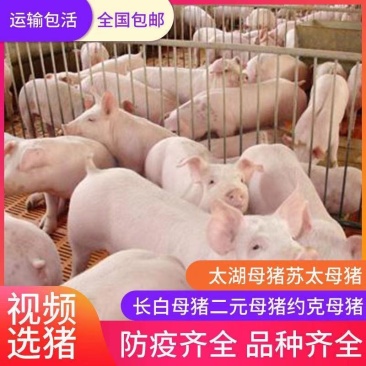 三元长白杜洛克仔猪品种齐全全国发货猪场直供