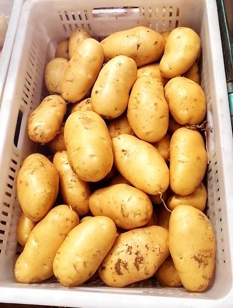山东安丘荷兰黄心土豆，一手货源，保质保量，全国发货