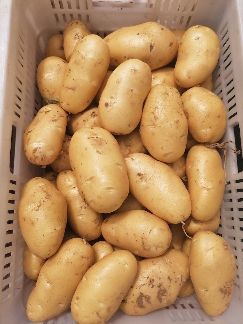 山东安丘荷兰黄心土豆，一手货源，保质保量，全国发货