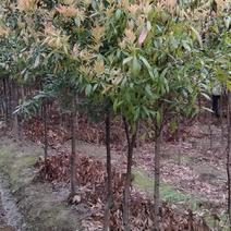 金丝楠木大量供应各种规格金丝楠木