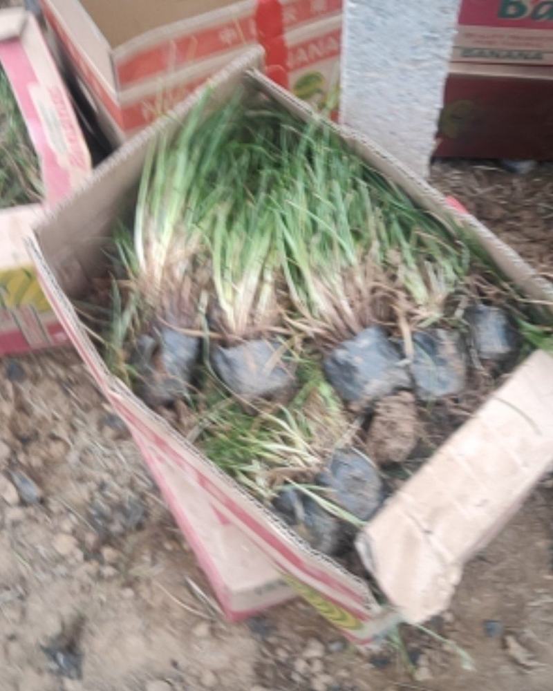 苔草，青绿苔草，崂峪苔草，