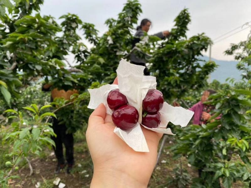 汉源车厘子红灯套袋黑珍珠可视频看货原产地直供一件代发