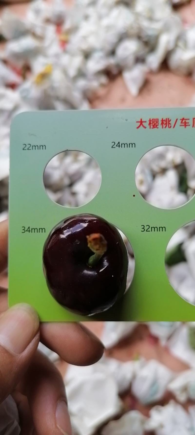汉源车厘子红灯套袋黑珍珠可视频看货原产地直供一件代发