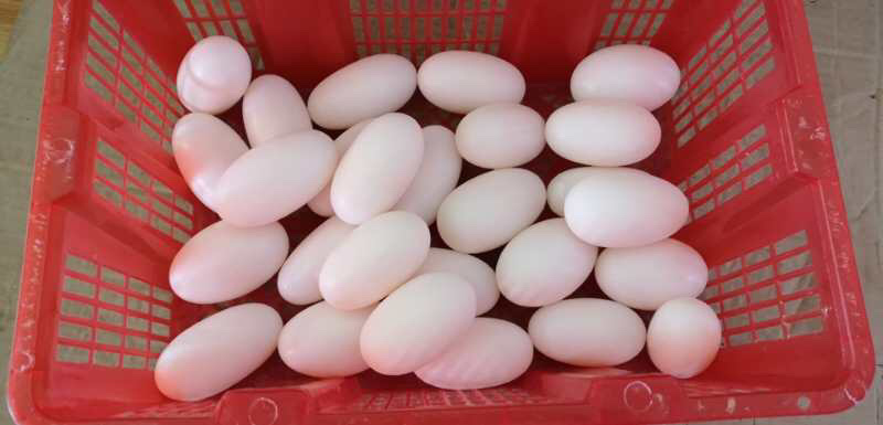 鳄鱼蛋养殖鳄鱼食用鳄鱼蛋真空一件代发招代理