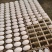 鳄鱼蛋养殖鳄鱼食用鳄鱼蛋真空一件代发招代理
