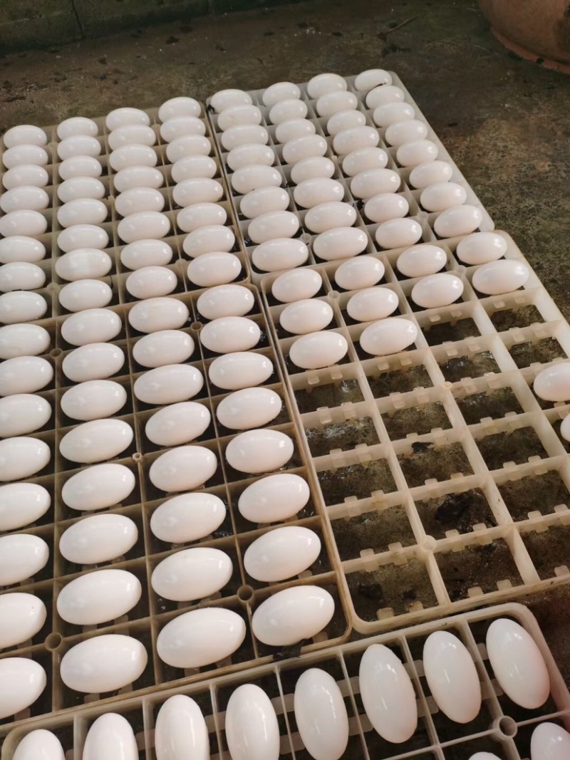 鳄鱼蛋养殖鳄鱼食用鳄鱼蛋真空一件代发招代理