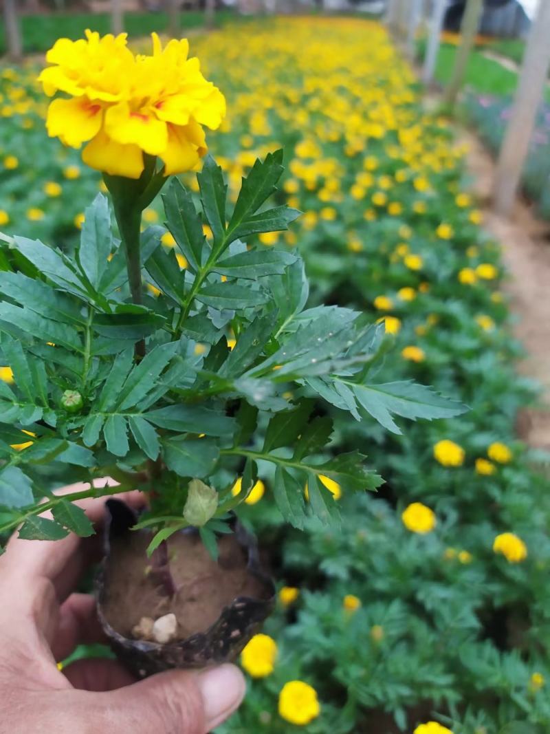 孔雀草出货中，苗圃直发，小皮桶双色盆，价格低质量好