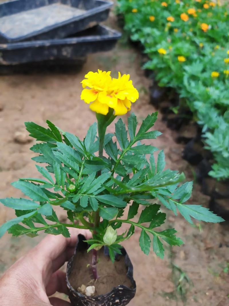 孔雀草出货中，苗圃直发，小皮桶双色盆，价格低质量好