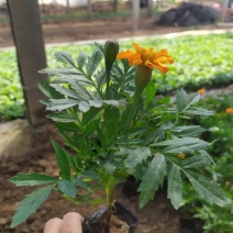孔雀草出货中，苗圃直发，小皮桶双色盆，价格低质量好