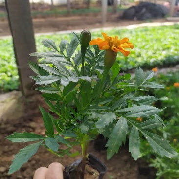 孔雀草出货中，苗圃直发，小皮桶双色盆，价格低质量好