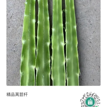 优质莴苣杆