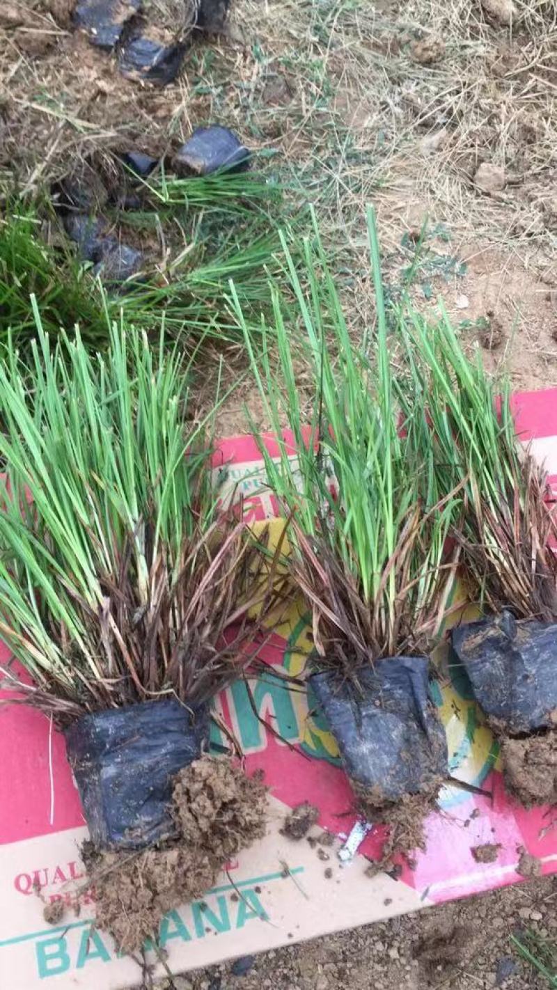 青绿苔草，苗圃直发，装箱出货中，需要的老板，欢迎询价