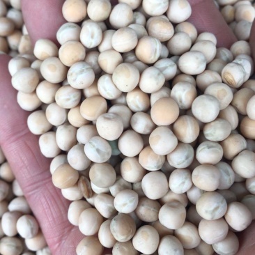 白豌豆麻豌豆