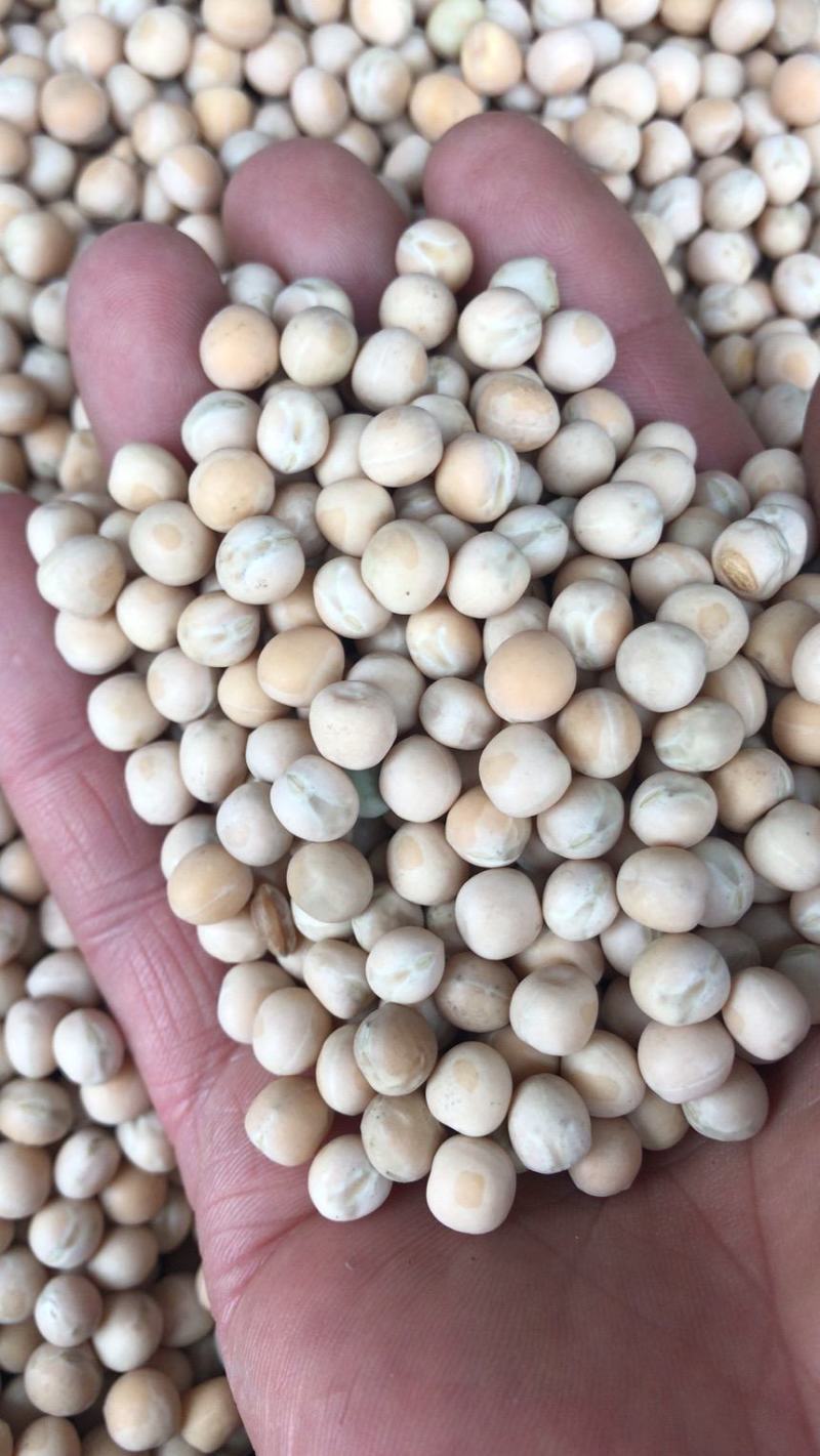 白豌豆麻豌豆