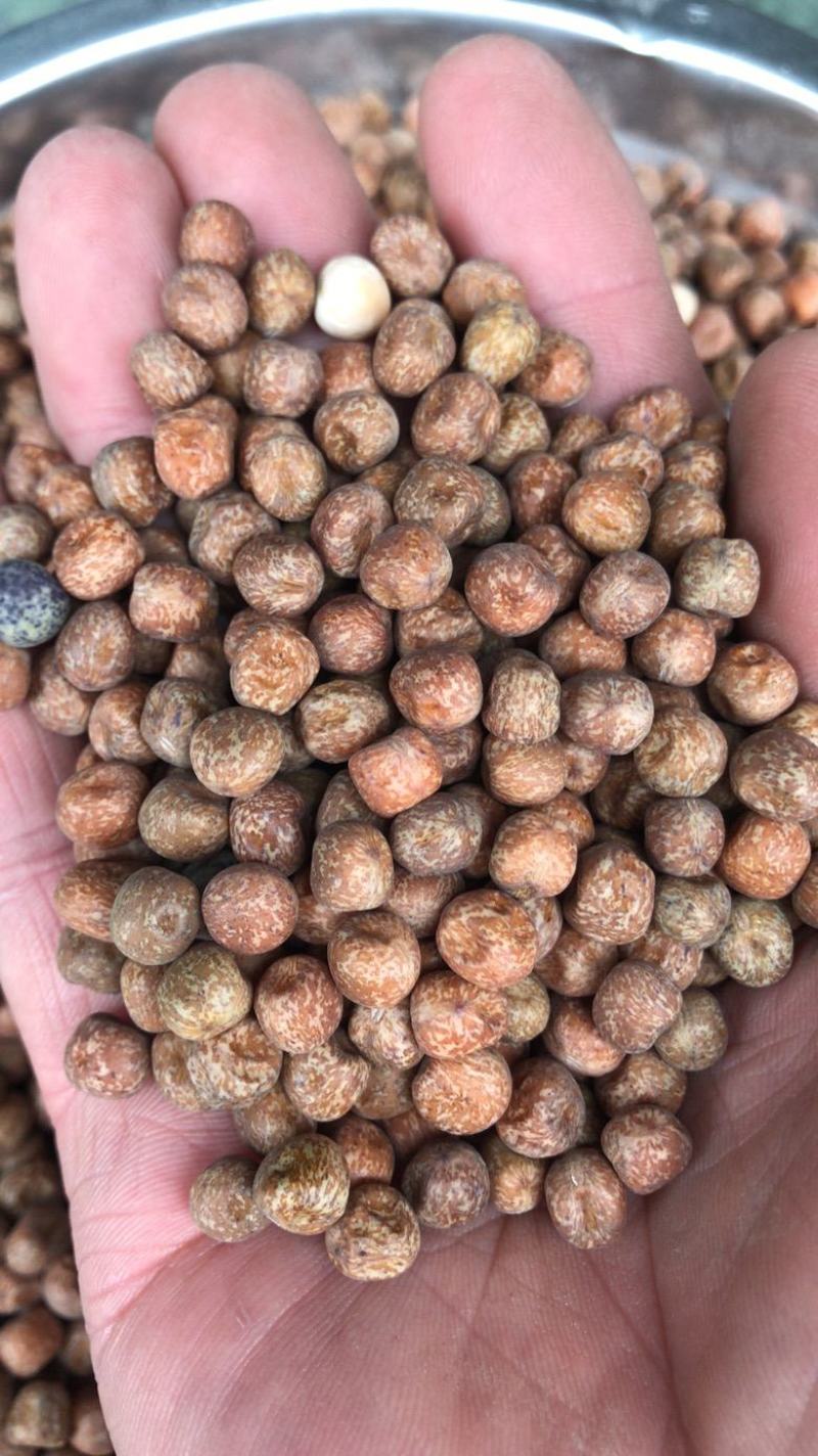 白豌豆麻豌豆